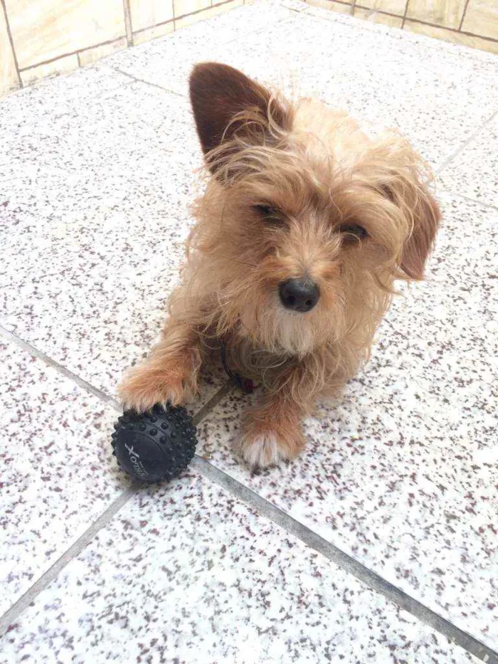 Cachorro ra a Poodle misturado com Pincher  idade 2 anos nome Ralf 