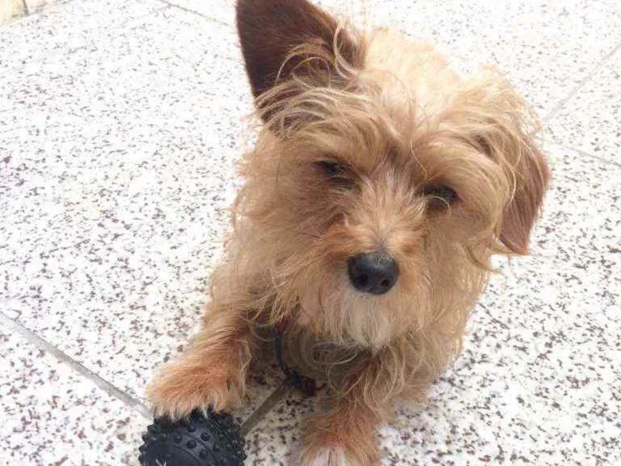 Cachorro ra a Poodle misturado com Pincher  idade 2 anos nome Ralf 