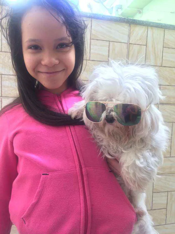 Cachorro ra a Poodle  idade 2 anos nome Théo 