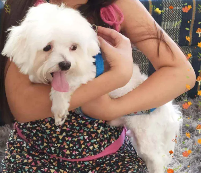 Cachorro ra a Poodle  idade 2 anos nome Théo 