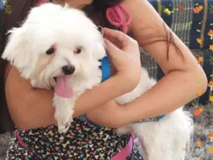 Cachorro raça Poodle  idade 2 anos nome Théo 