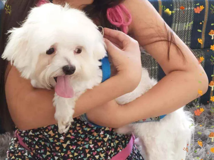 Cachorro ra a Poodle  idade 2 anos nome Théo 