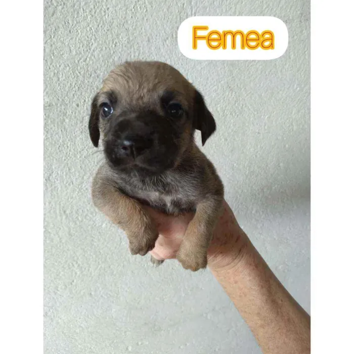 Cachorro raça Sem raça definida idade Abaixo de 2 meses nome Sem nomes ainda 