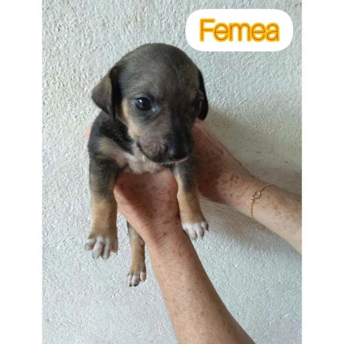 Cachorro raça Sem raça definida idade Abaixo de 2 meses nome Sem nomes ainda 