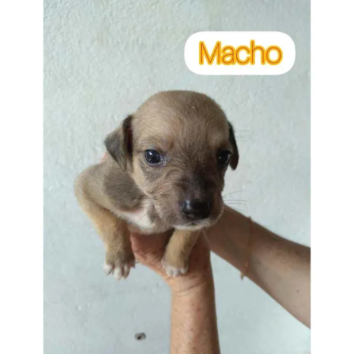Cachorro raça Sem raça definida idade Abaixo de 2 meses nome Sem nomes ainda 