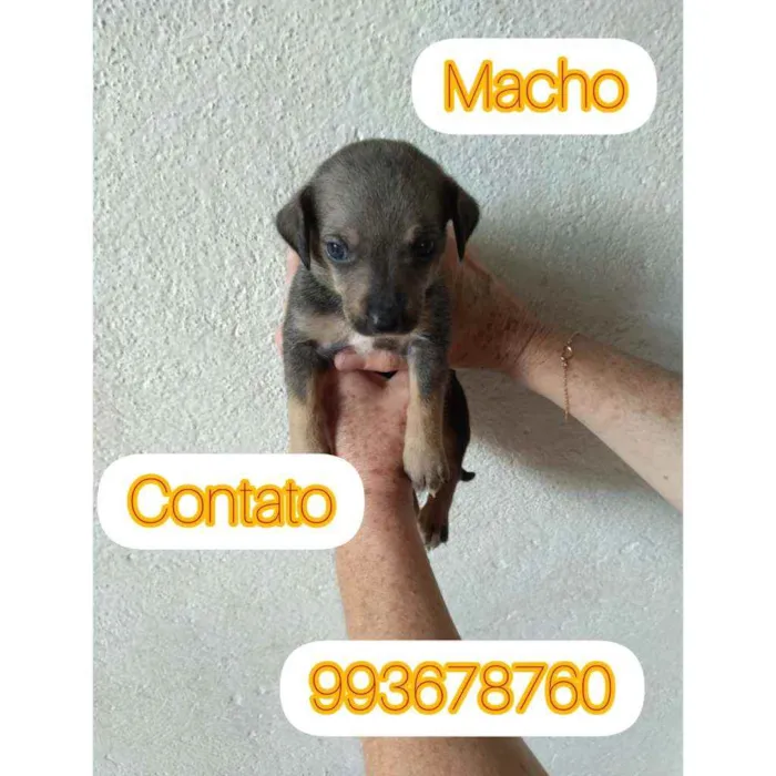 Cachorro raça Sem raça definida idade Abaixo de 2 meses nome Sem nomes ainda 