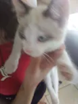 Gato