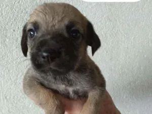 Cachorro raça Sem raça definida idade Abaixo de 2 meses nome Sem nomes ainda 