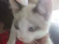 Gato