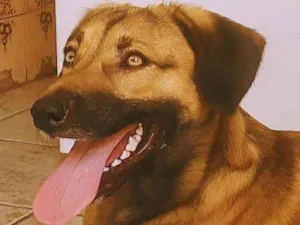 Cachorro raça INDEFINIDA  idade 7 a 11 meses nome Theodoro 