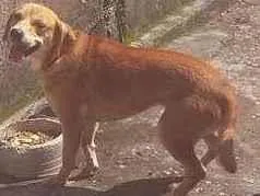 Cachorro raça Vira Lata idade 2 anos nome Madona