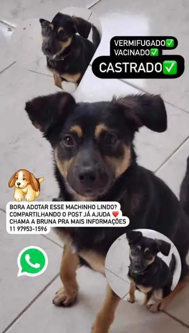Cachorro ra a SRD idade 1 ano nome Scooby