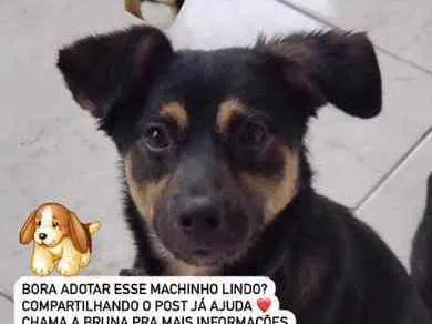 Cachorro ra a SRD idade 1 ano nome Scooby