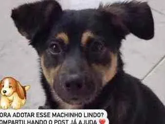 Cachorro ra a SRD idade 1 ano nome Scooby