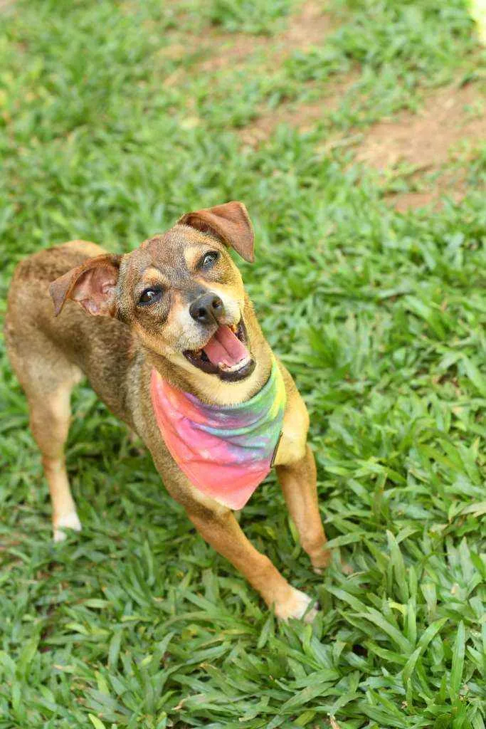 Cachorro raça Mix idade 7 a 11 meses nome Stella