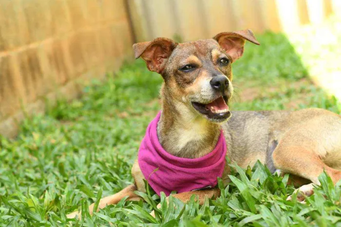 Cachorro raça Mix idade 7 a 11 meses nome Stella