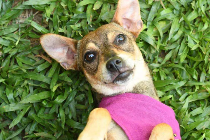 Cachorro raça Mix idade 7 a 11 meses nome Stella