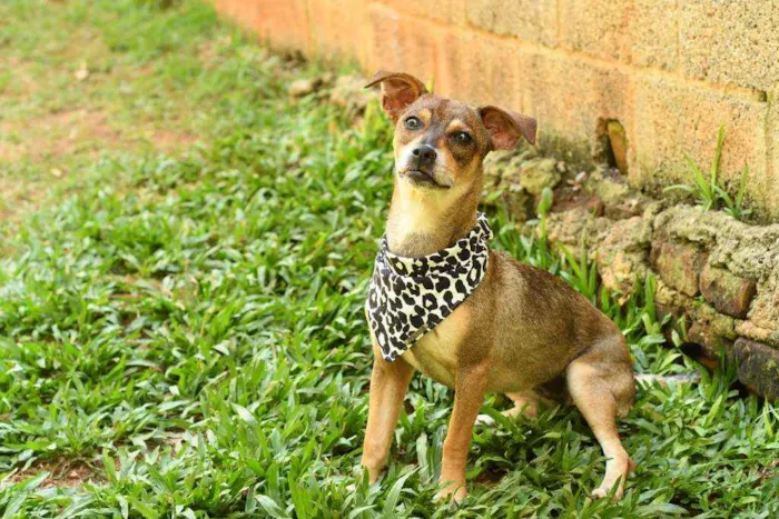 Cachorro raça Mix idade 7 a 11 meses nome Stella