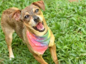 Cachorro raça Mix idade 7 a 11 meses nome Stella