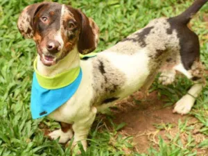 Cachorro raça Dashiround idade 7 a 11 meses nome Bart