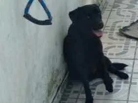 Cachorro ra a Labrador com Pastor Alemão  idade 1 ano nome Jonh