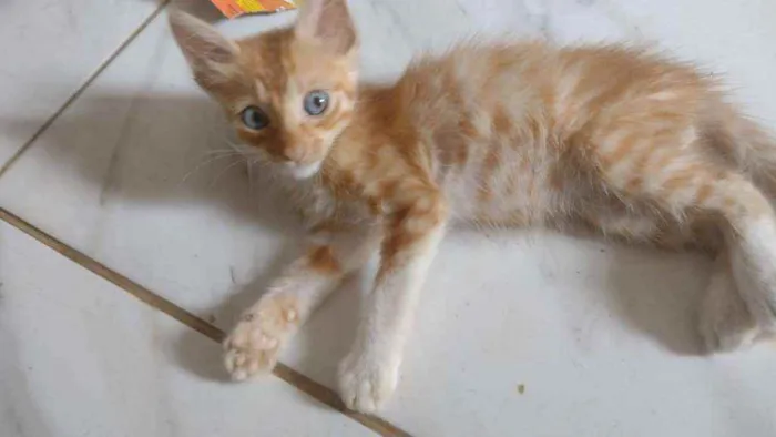 Gato raça SRD idade Abaixo de 2 meses nome Sem nome