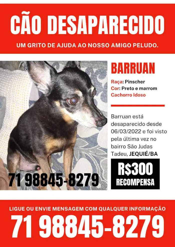 Cachorro ra a Pinscher idade 6 ou mais anos nome Barruan