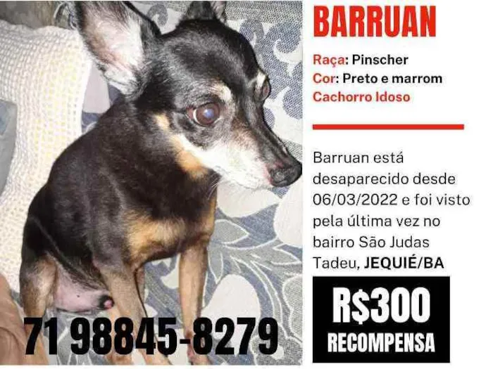 Cachorro ra a Pinscher idade 6 ou mais anos nome Barruan