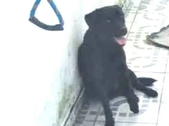 Cachorro ra a Labrador com Pastor Alemão  idade 1 ano nome Jonh