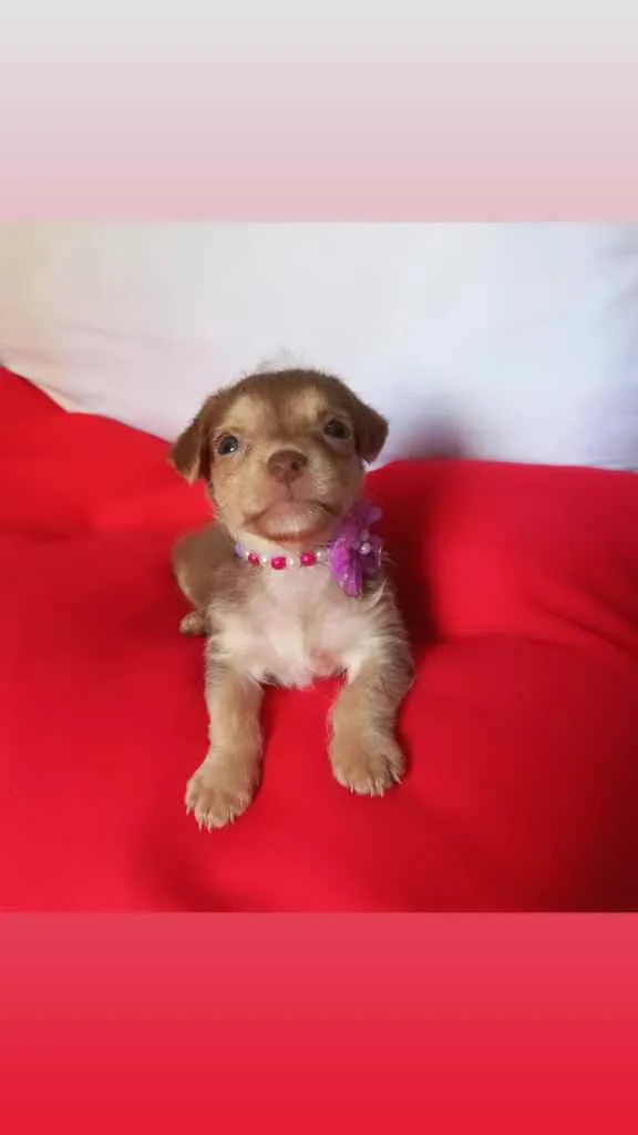 Cachorro raça Srd idade Abaixo de 2 meses nome Lissi