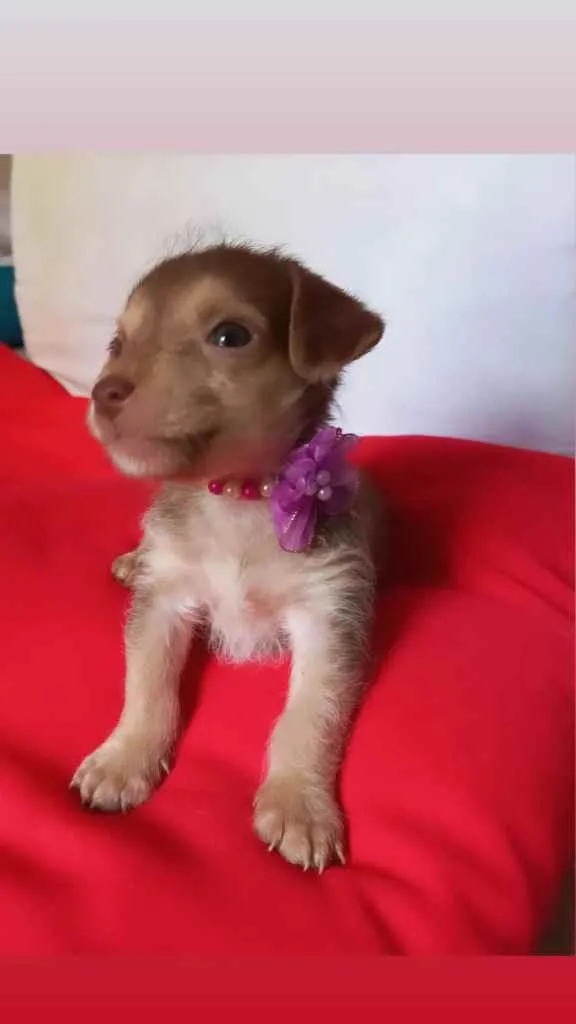Cachorro raça Srd idade Abaixo de 2 meses nome Lissi
