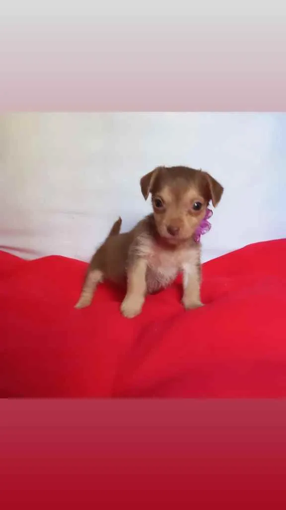 Cachorro raça Srd idade Abaixo de 2 meses nome Lissi