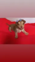 Cachorro raça Srd idade Abaixo de 2 meses nome Lissi