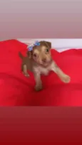 Cachorro raça Srd idade Abaixo de 2 meses nome Lissi