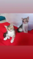 Gato raça Srd idade Abaixo de 2 meses nome Aurora e Ariel