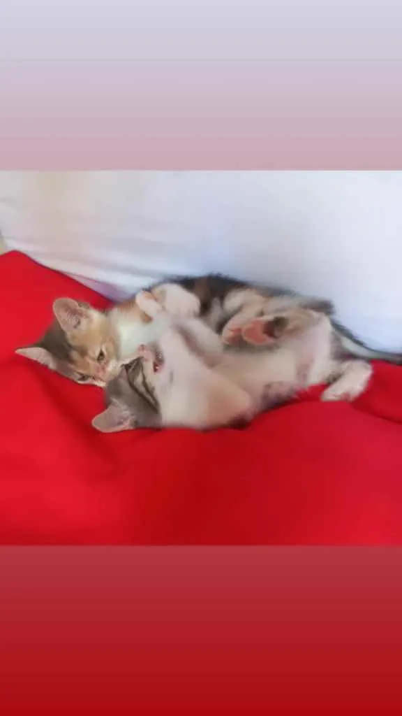 Gato raça Srd idade Abaixo de 2 meses nome Aurora e Ariel