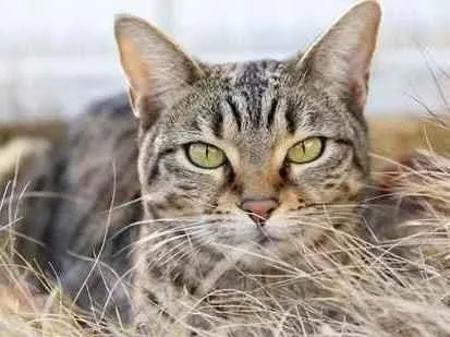 Gato raça Sem Raça Definida idade 2 a 6 meses nome Rajadinho