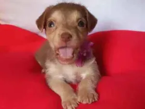 Cachorro raça Srd idade Abaixo de 2 meses nome Lissi