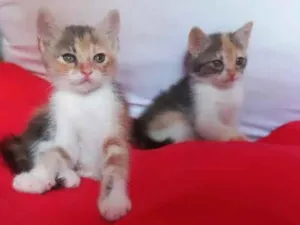 Gato raça Srd idade Abaixo de 2 meses nome Aurora e Ariel