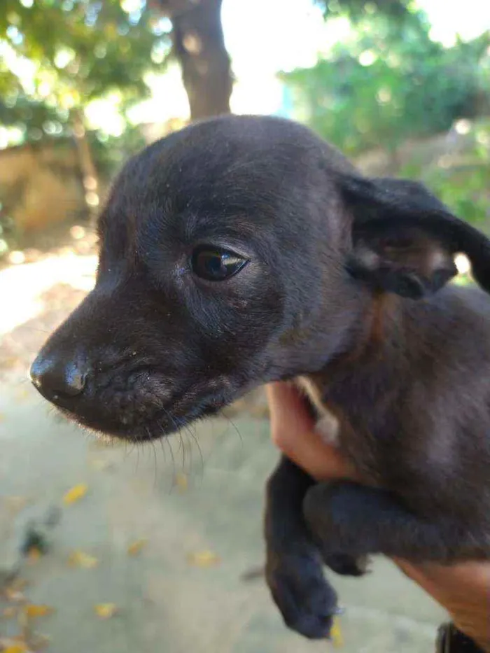 Cachorro ra a Mestiça  idade Abaixo de 2 meses nome Sem nomes