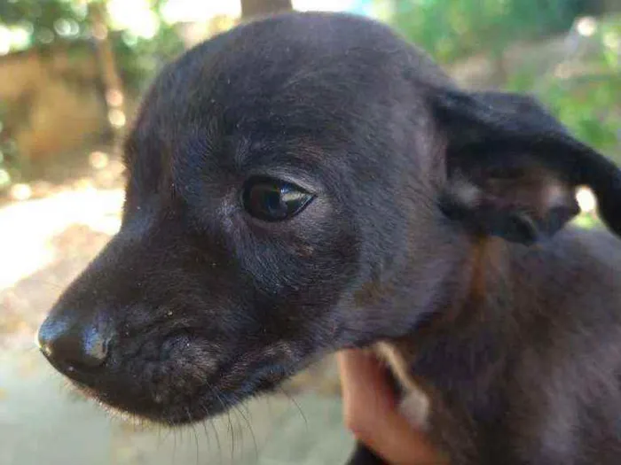 Cachorro ra a Mestiça  idade Abaixo de 2 meses nome Sem nomes