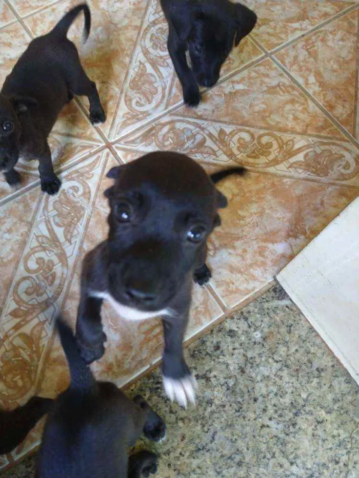 Cachorro ra a Mestiça  idade Abaixo de 2 meses nome Sem nomes