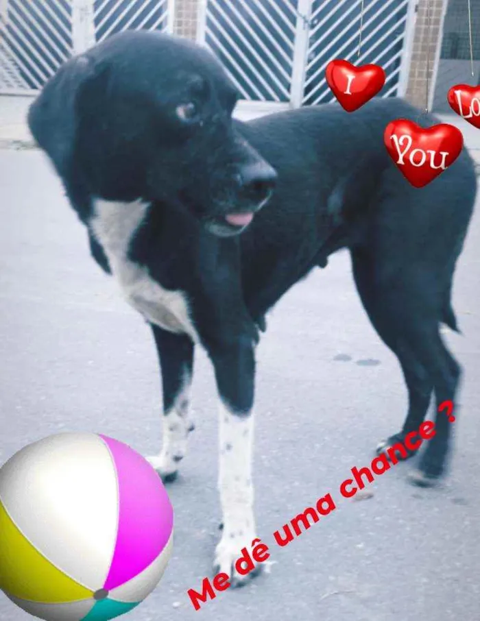 Cachorro ra a Srd idade 1 ano nome PANTERA