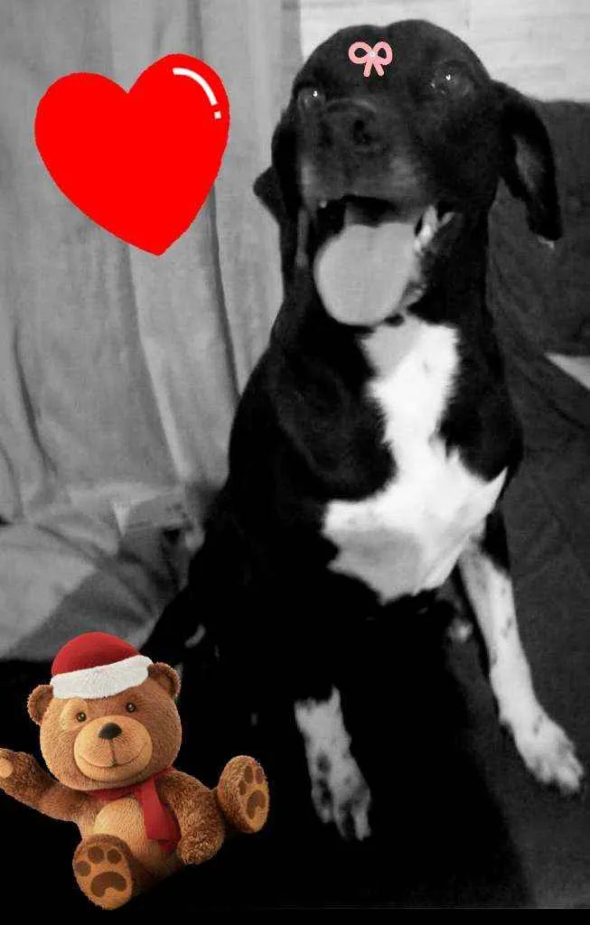 Cachorro ra a Srd idade 1 ano nome PANTERA