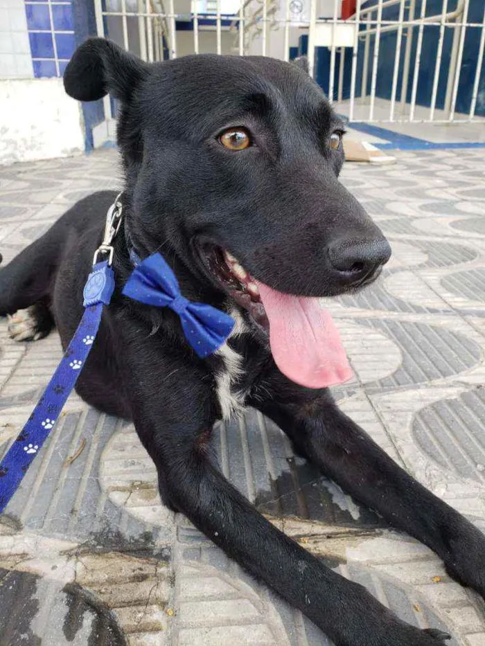 Cachorro ra a Srd idade 1 ano nome BLACK