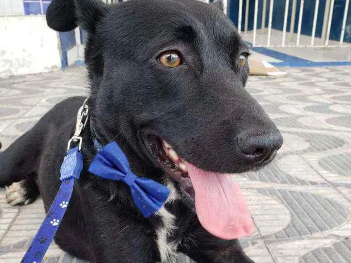 Cachorro ra a Srd idade 1 ano nome BLACK