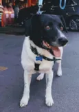 Getúlio