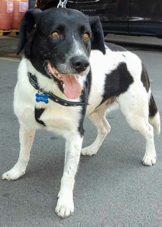 Cachorro ra a Sem Raça Definida idade 3 anos nome Getúlio