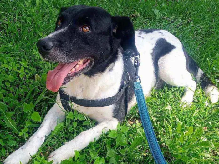 Cachorro ra a Sem Raça Definida idade 3 anos nome Getúlio