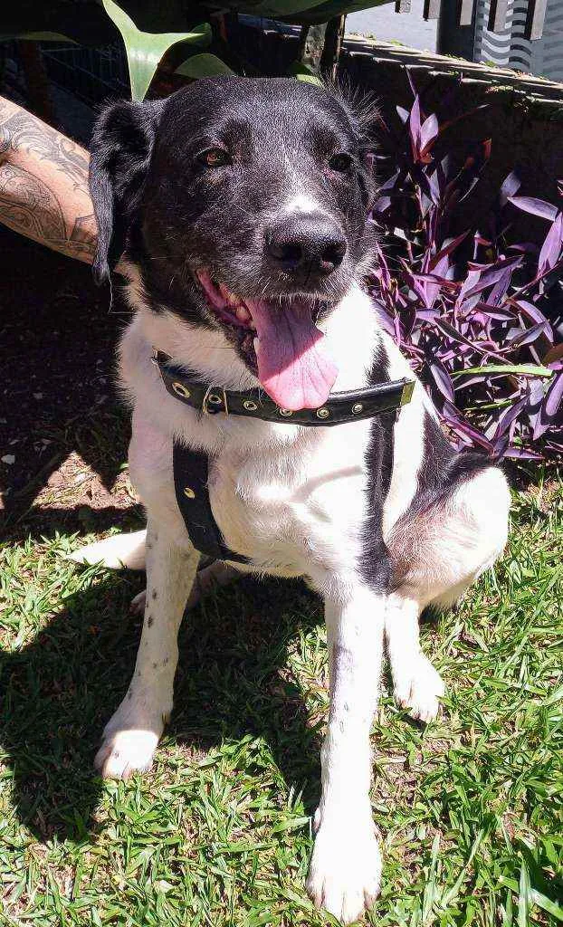 Cachorro ra a Sem Raça Definida idade 3 anos nome Getúlio